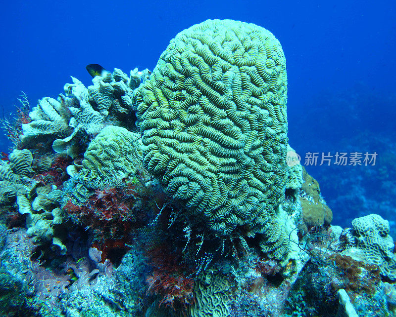 脑珊瑚，Palancar Reef